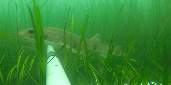 A small-spotted catshark gliding through the seagrass meadow