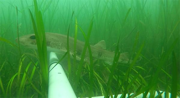A small-spotted catshark gliding through the seagrass meadow